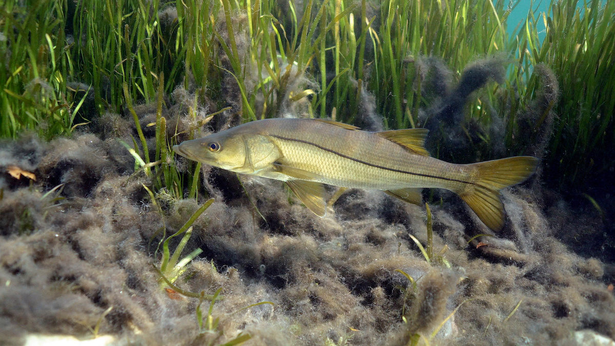 crystal river fishing 