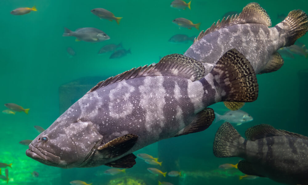 fishing for grouper crystal river