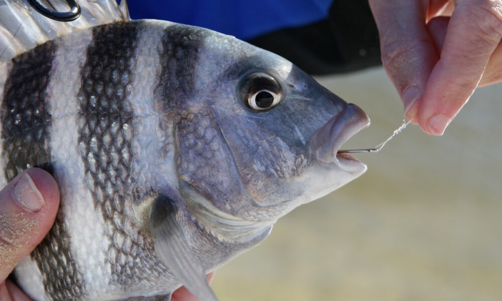 fishing in crystal river