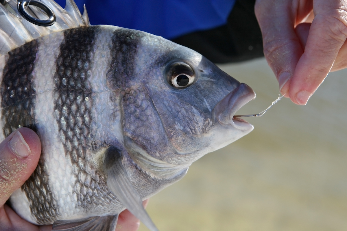 Fishing in Crystal River: Everything You Need To Know About the Sheepshead  Fish