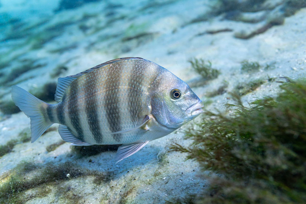 Gulf Coast Fisherman - The Different Stripes of Sheepshead