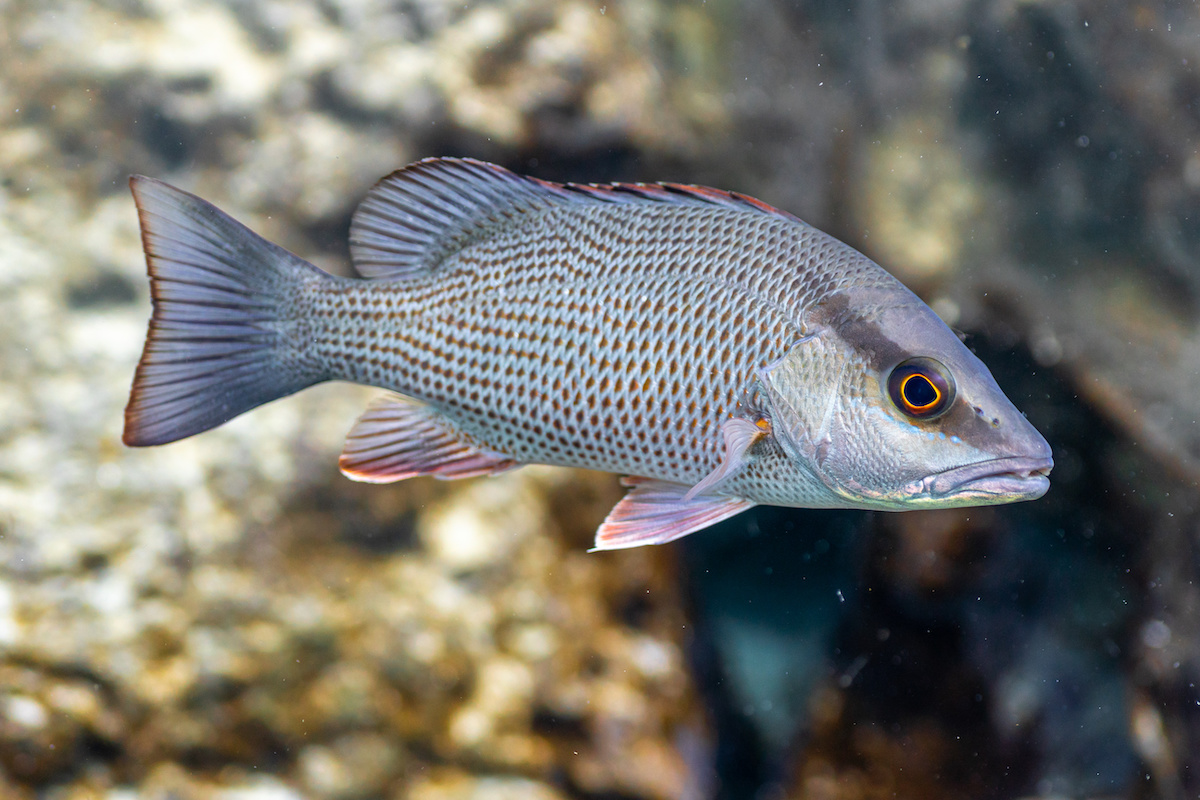 Mangrove Snapper — the most user-friendly saltwater sport fish