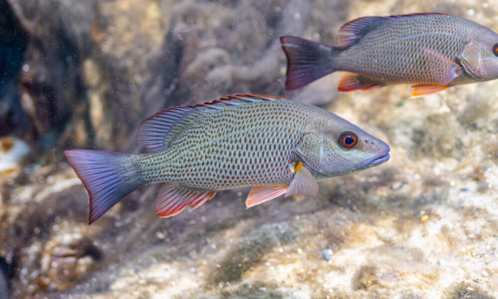 mangrove snapper season