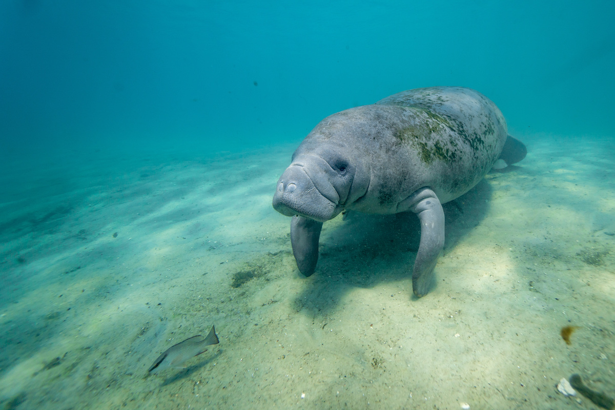 wildlife in crystal river