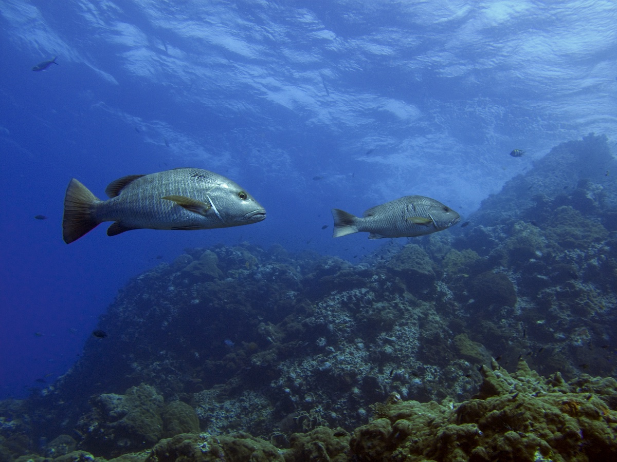 catch more fish in crystal river