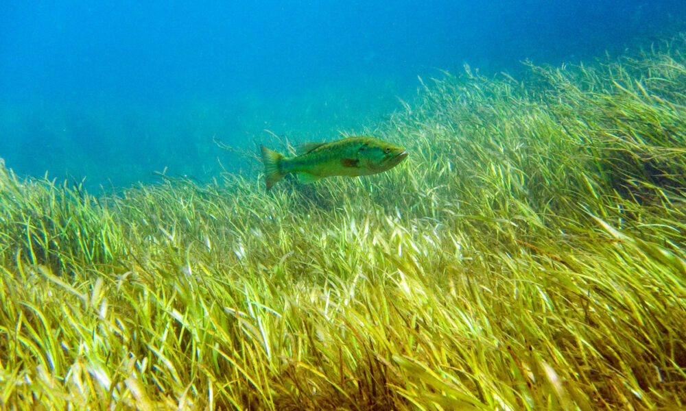 fish in crystal river