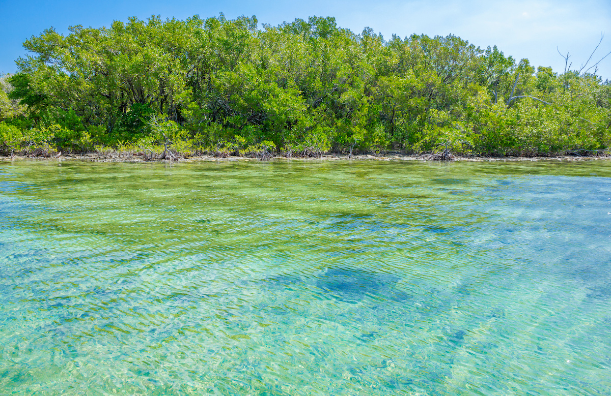 fish in crystal river