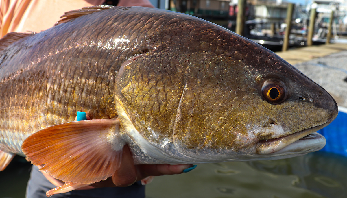 Where, When, and How: Catching Fish in Crystal River